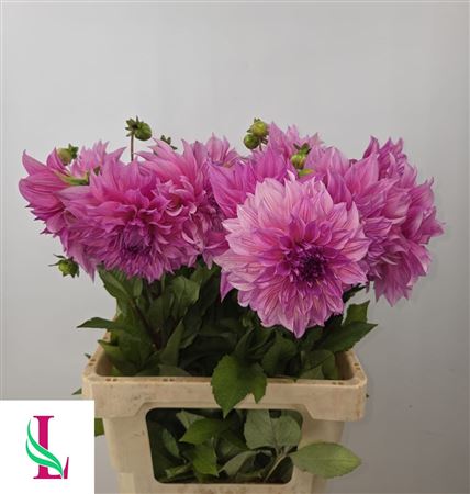 Dahl Cafe Lait Rose