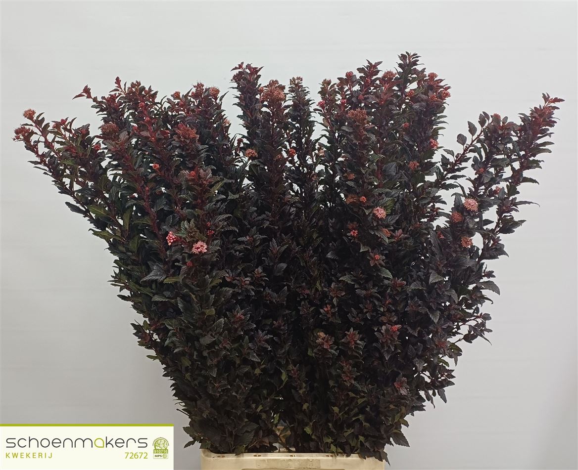 Physocarpus Magical Sweet Cherry 100cm