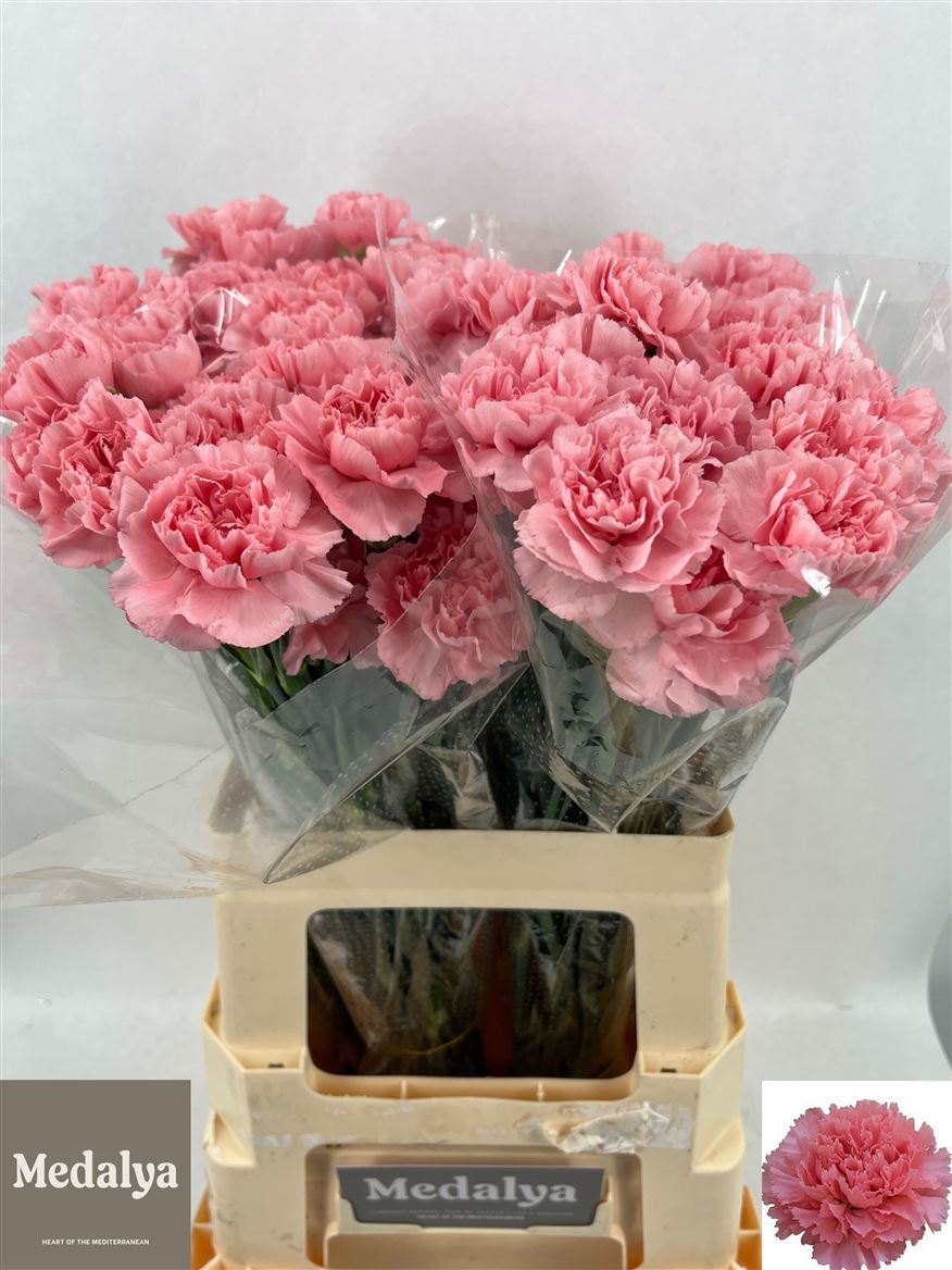 Dianthus Single Chevin 60cm