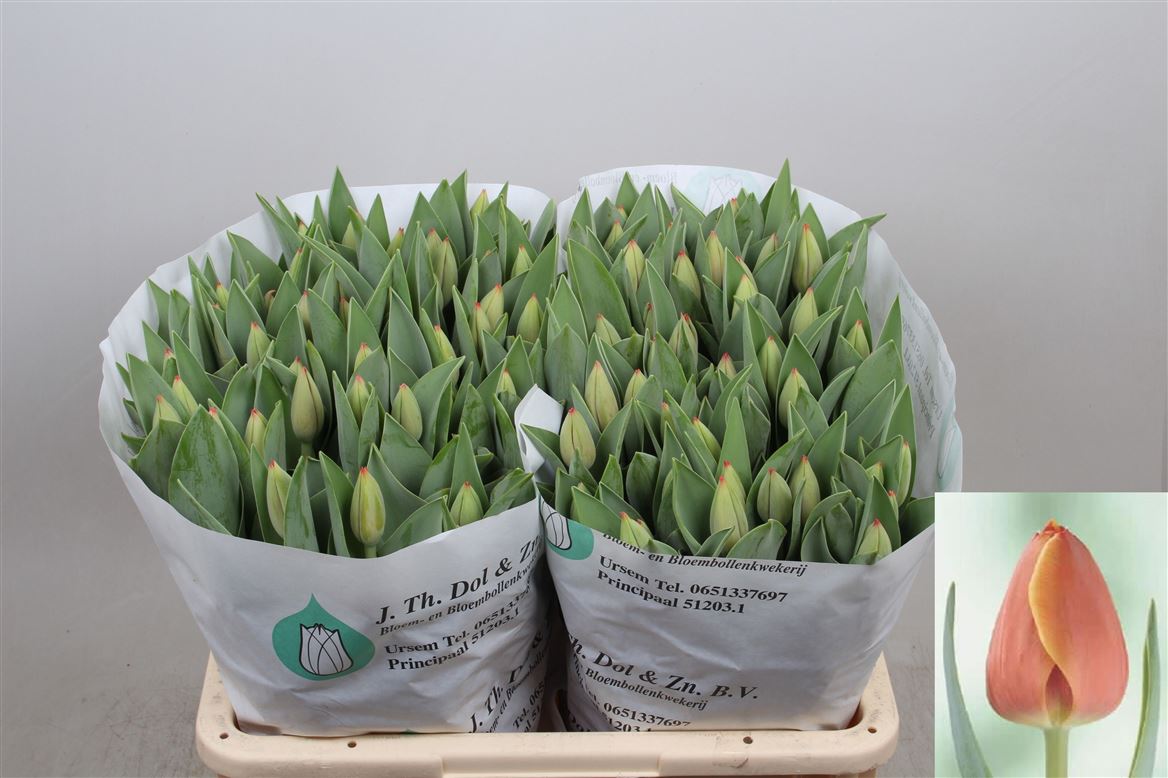 Tulip Single Ad Rem 40cm 50gr.