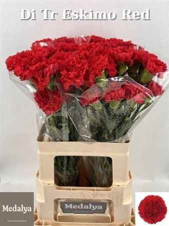Dianthus Single Kooij Eskimo 60cm