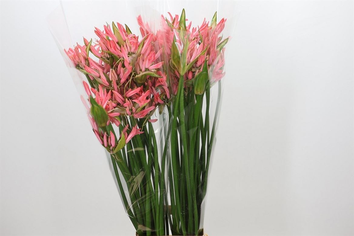 Nerine Salmon Twinkle 95cm