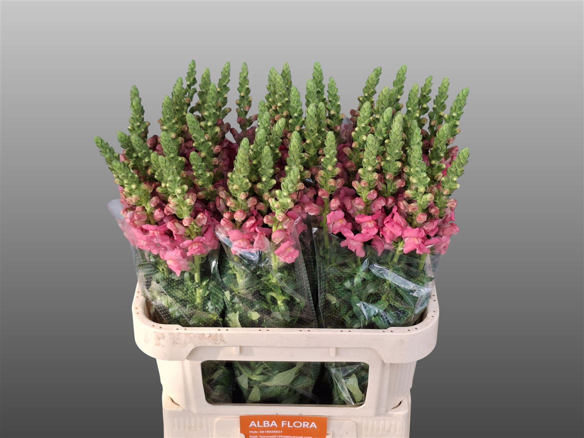 Antirrhinum Avignon Rose 80cm