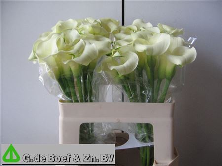 Zant White Flirt