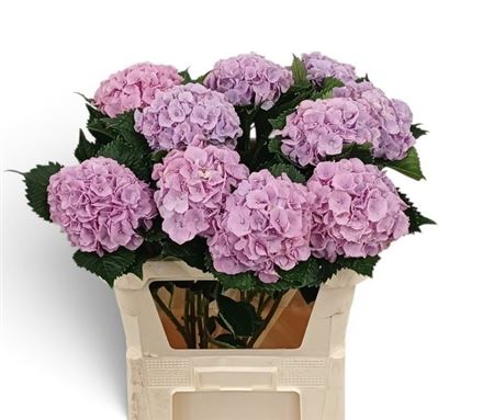Hydr M Royal Sunset Bl