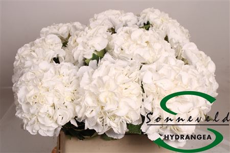 Hydr M Royal Princes