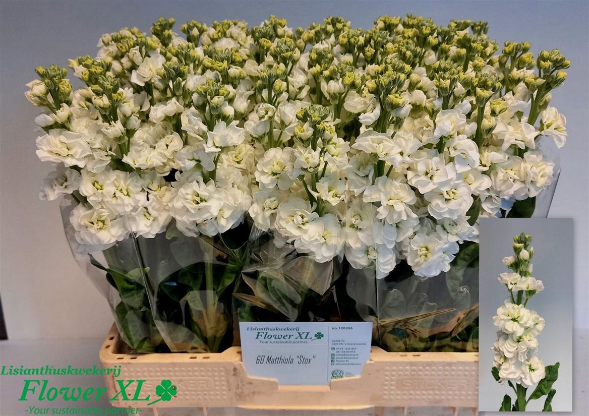 Matthiola StoX White 57cm