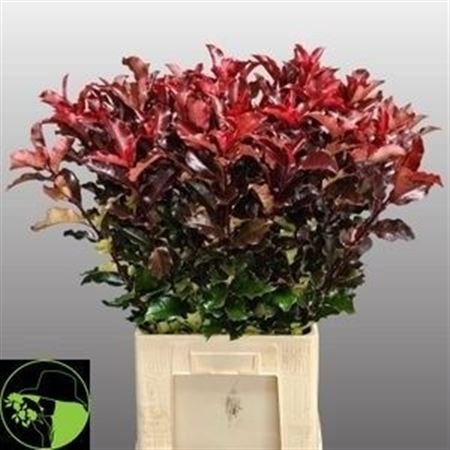 Photinia Mag Volcano 80cm