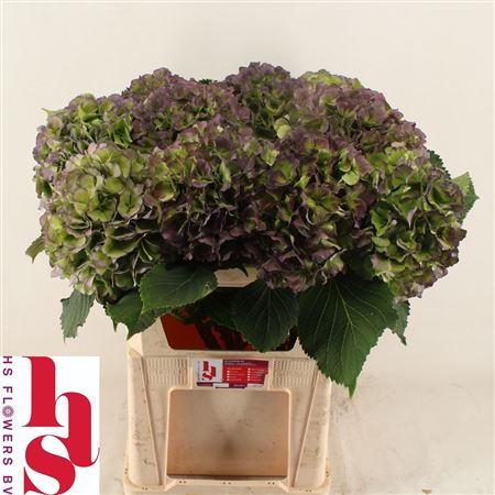Hydr M Verena Bl Cl