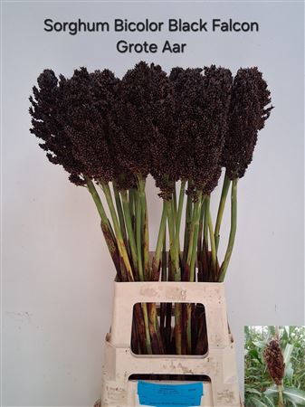 Sorghum Bicolor