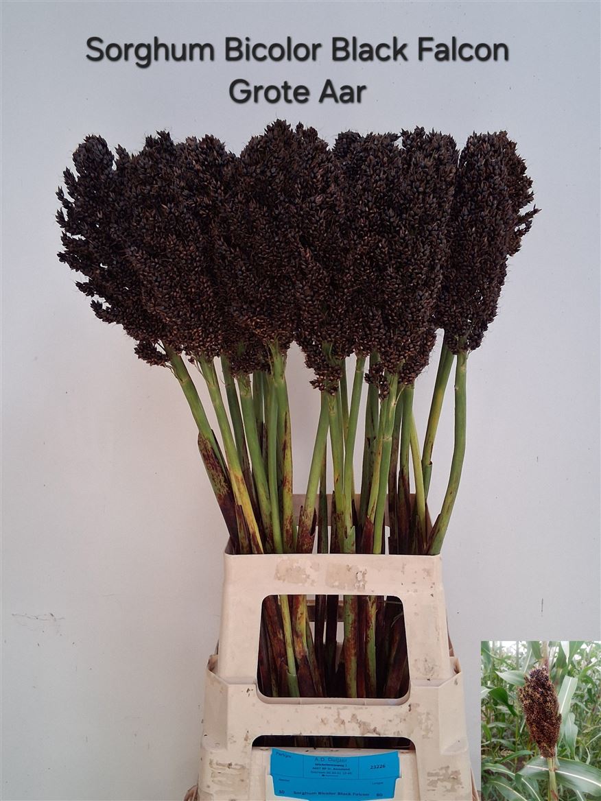 Sorghum Bicolor