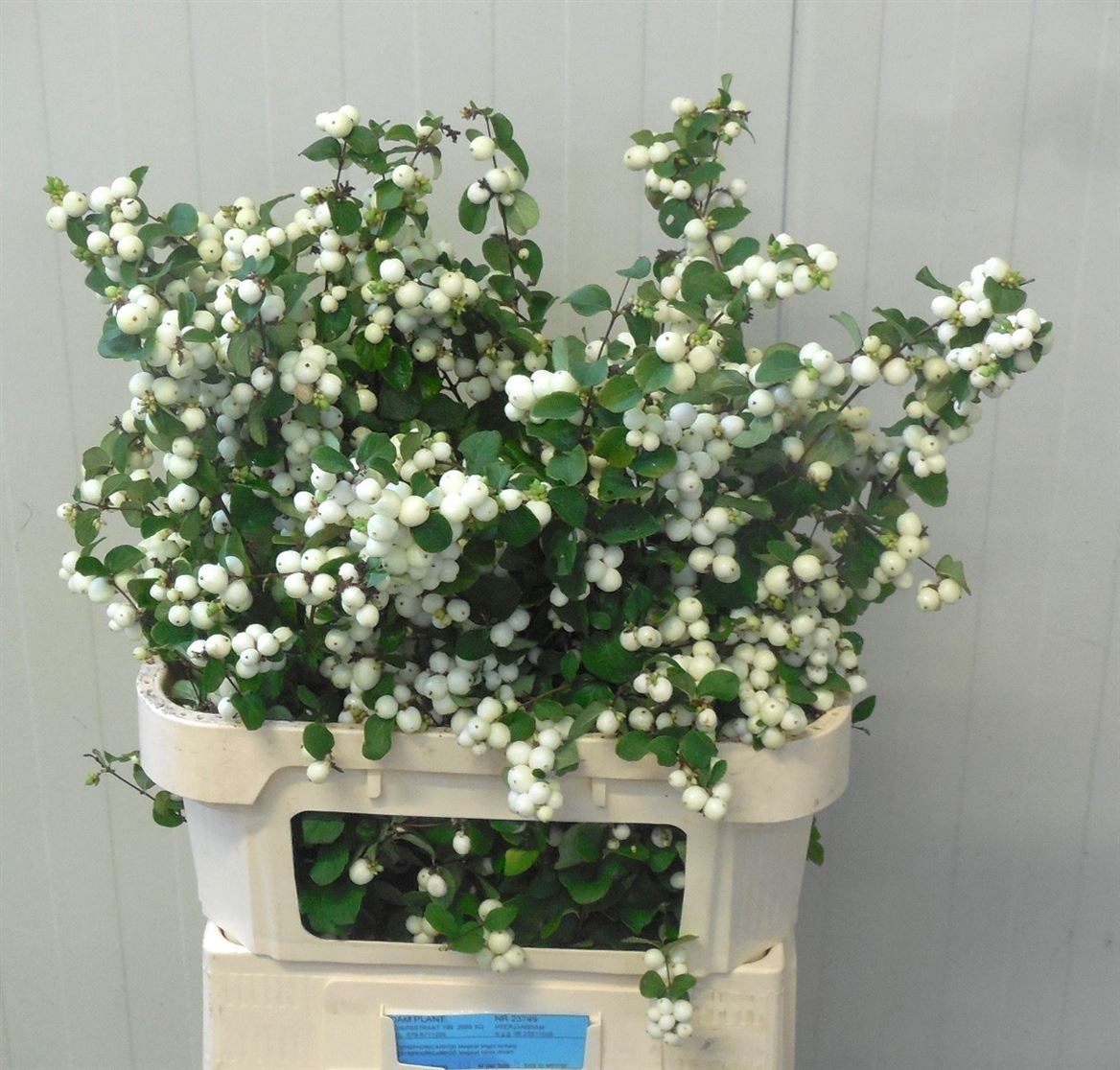 Symphoricarpos Magical Bright Fantasy 80cm