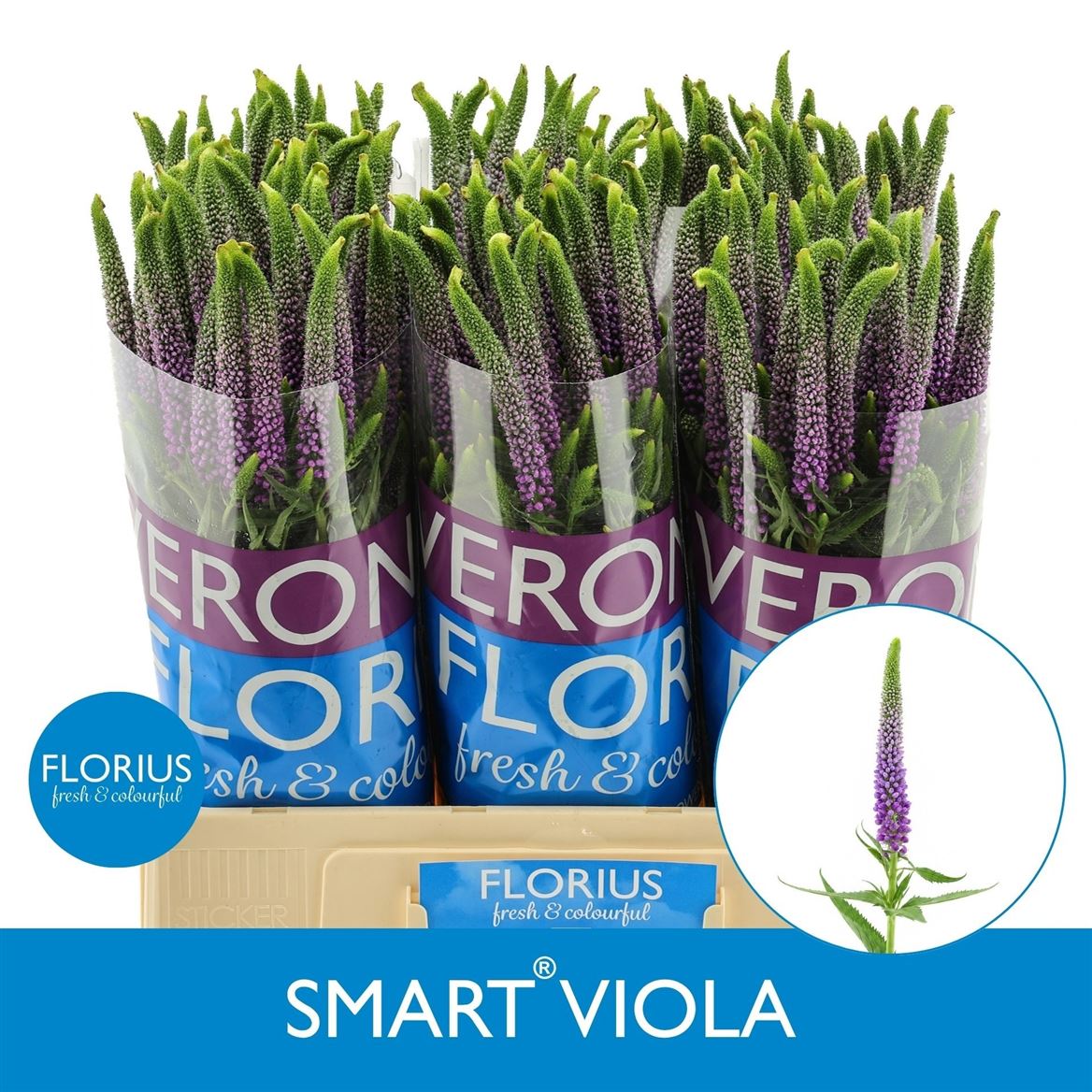 Veron Smart Viola 60cm