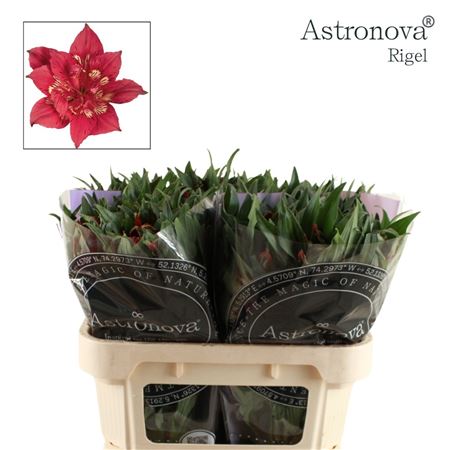 Alstr Astro Rigel 70cm 75gram