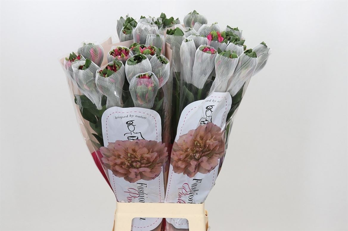 Alstr 80cm 35gram