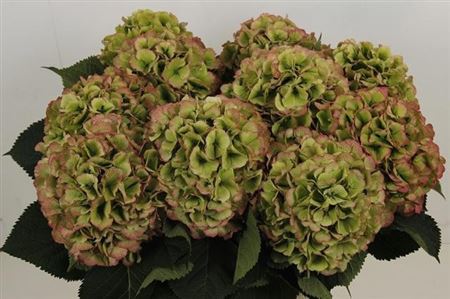 Hydrangea White Verena Classic 80cm 20-22cm Hd