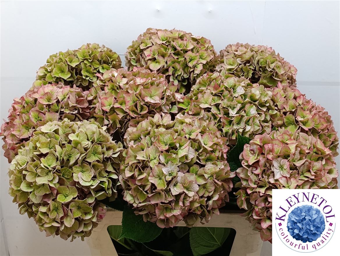 Hydrangea Rodeo Red Classic 80cm 20-22cm Hd