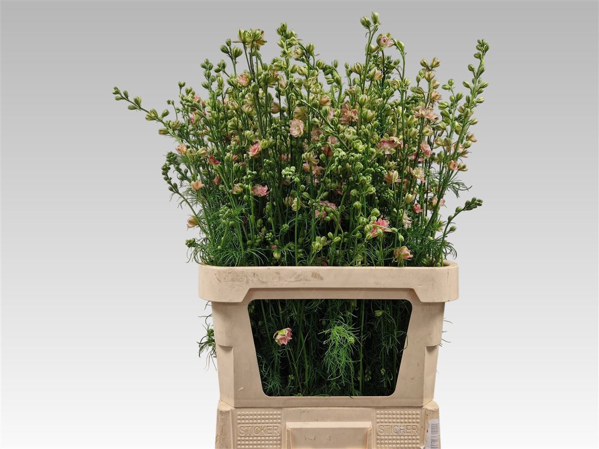 Consolida Regalis Qis Rose 90cm