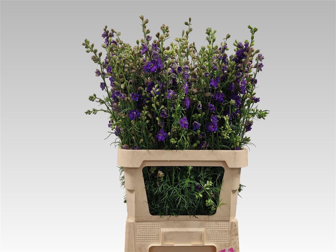 Consolida Regalis Qis Dark Blue 90cm