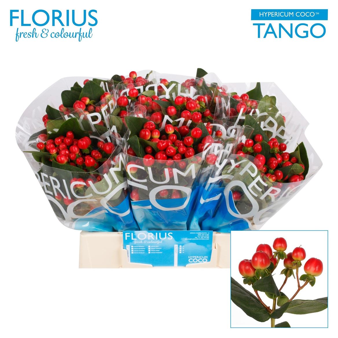 Hypericum Coco Tango Red Sup