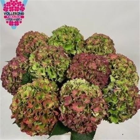 Hydrangea Royal Palace Classic 60cm 18-20cm Hd