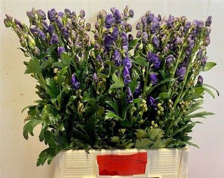 Aconitum Carmichaelii Arendsii 75cm