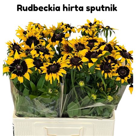Rudbeckia Hi Sputnik