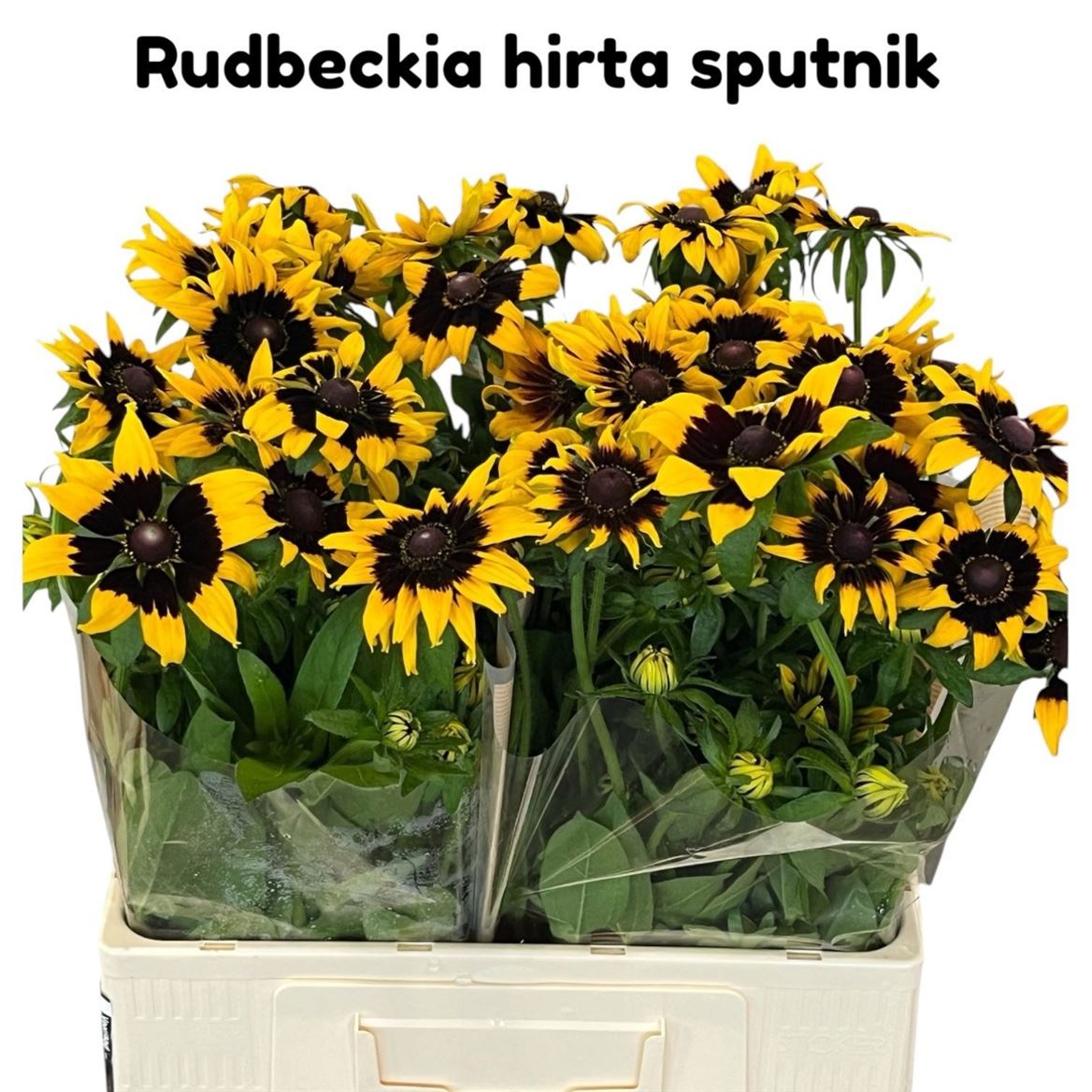 Rudbeckia Hirta Sputnik 60cm