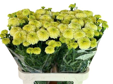 Tagetes Er White Swan
