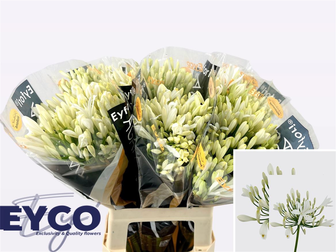 Agapanthus Eyfori White 60cm