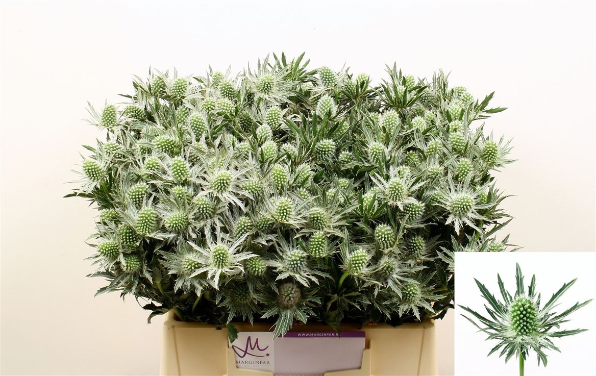 Eryngium Sirius Questar 40cm