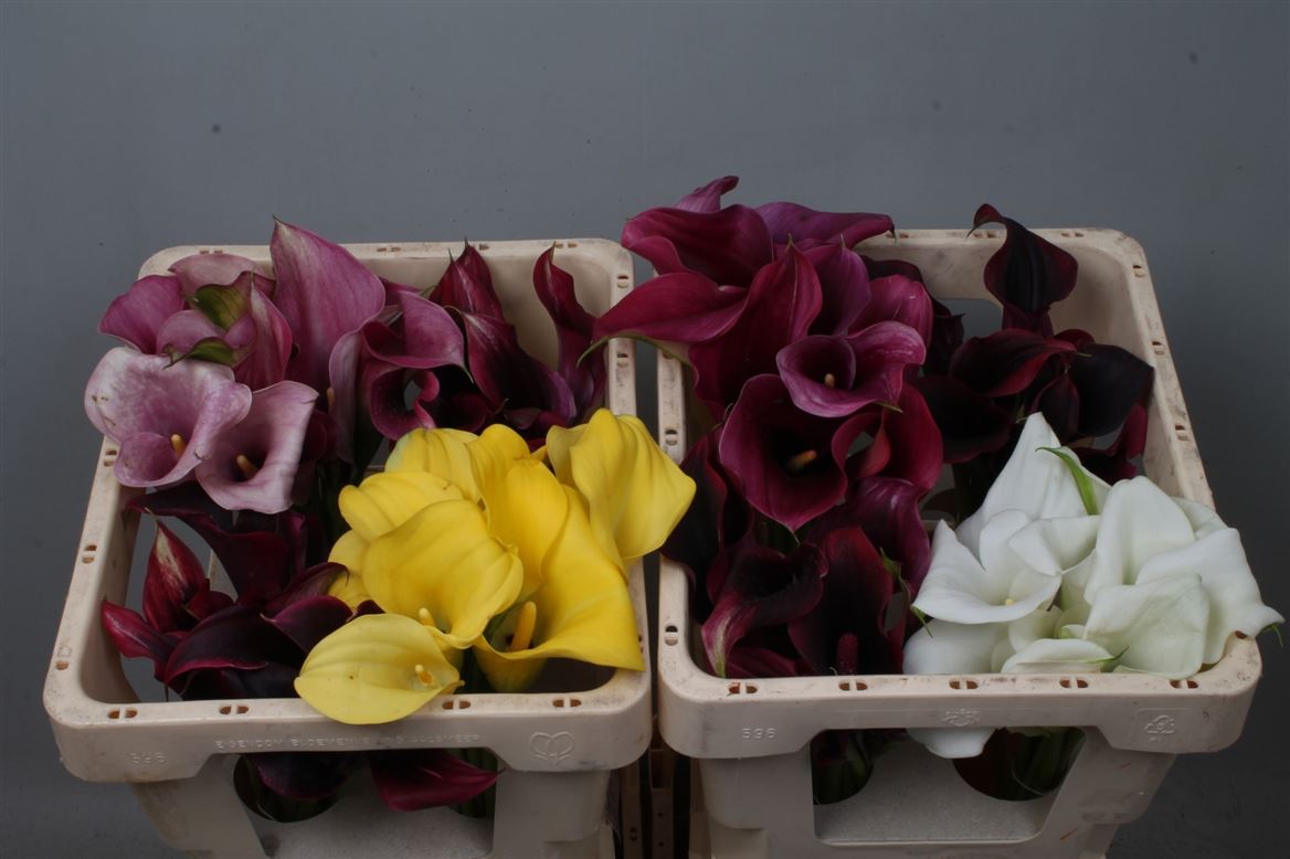 Calla Assorted 45cm