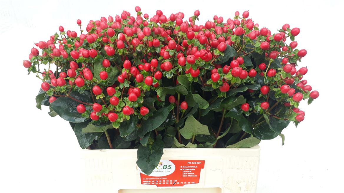 Hypericum Coco Fiesta 60cm