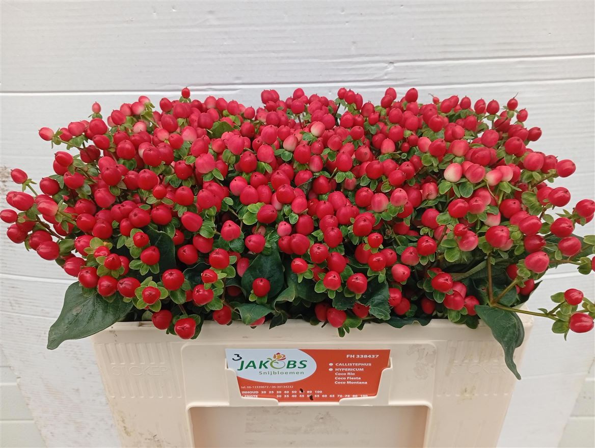 Hypericum Coco Fiesta 50cm