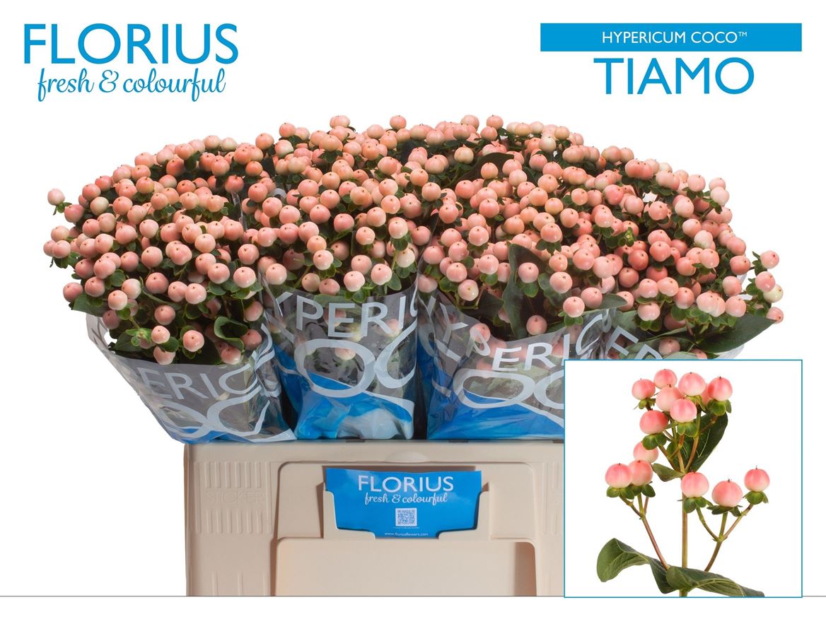 Hypericum Coco Tiamo 60cm