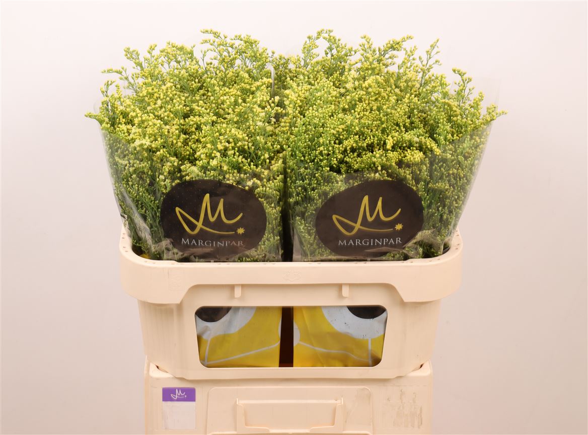 Solidago Moonlight Glory 70cm 35gr.
