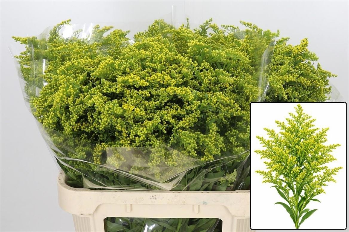 Solidago Golden Glory 80cm 50gram