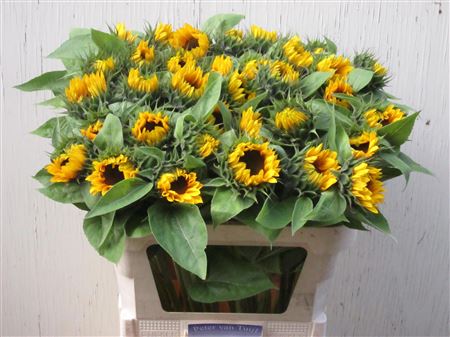 Helian An Sunrich Or