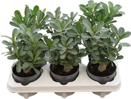 Adenium Obesum