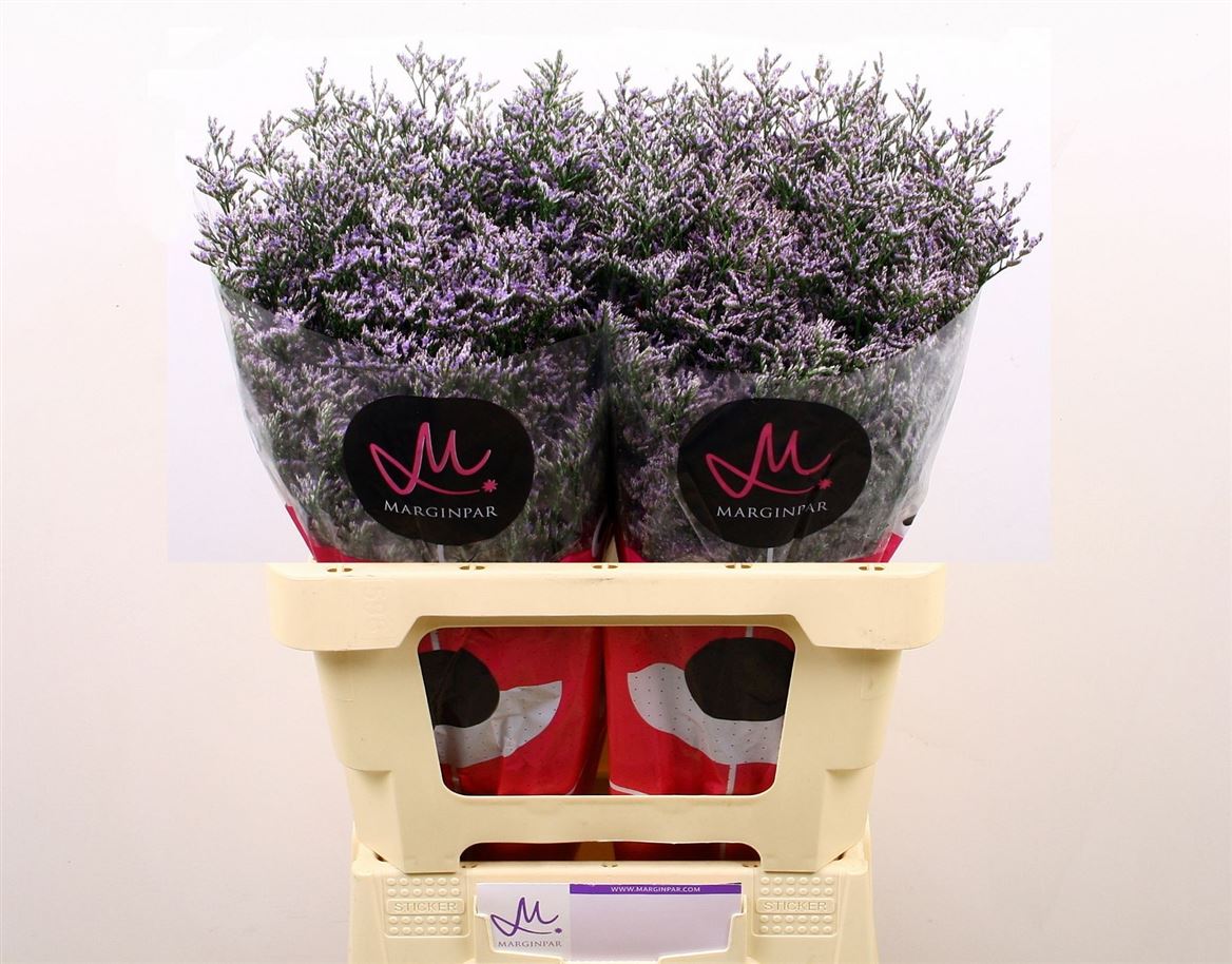 Limonium Skylight 60cm 20gr.