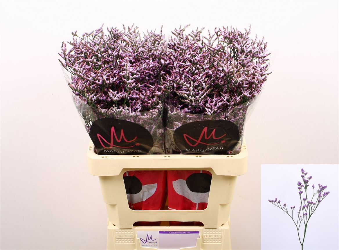 Limonium Safora Lilac 60cm 20gr.