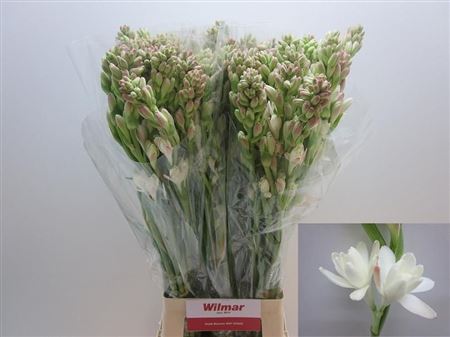 Polianthes Tuberosa 80cm