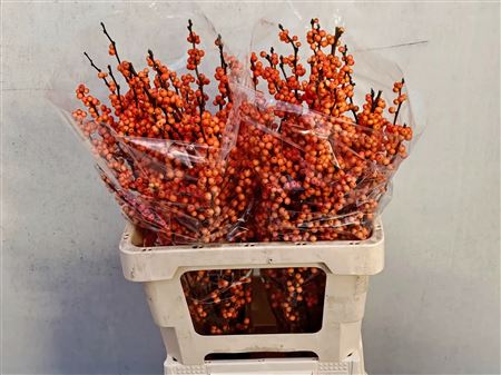 Ilex Ve Winter Gold