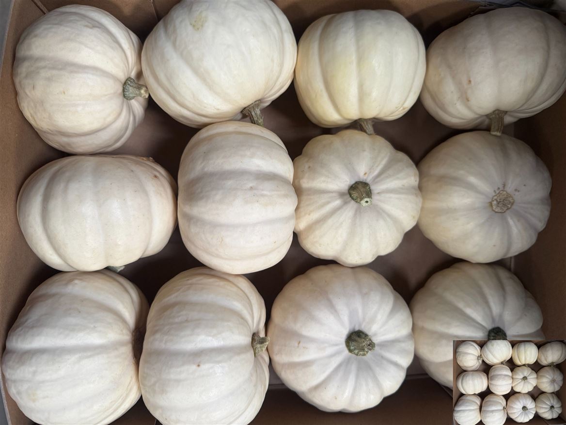 Ornamental Fruits Per Piece