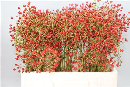 Rosa Prinsberry Red