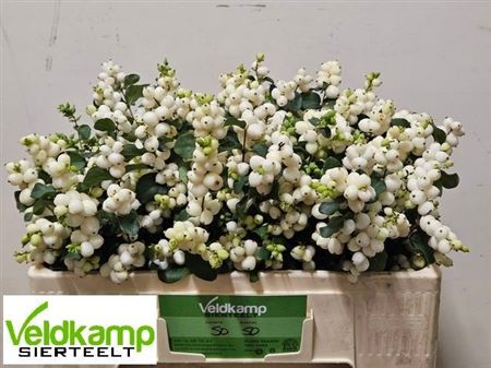 Symphoricarpos Magical Lemon And Lime 50cm