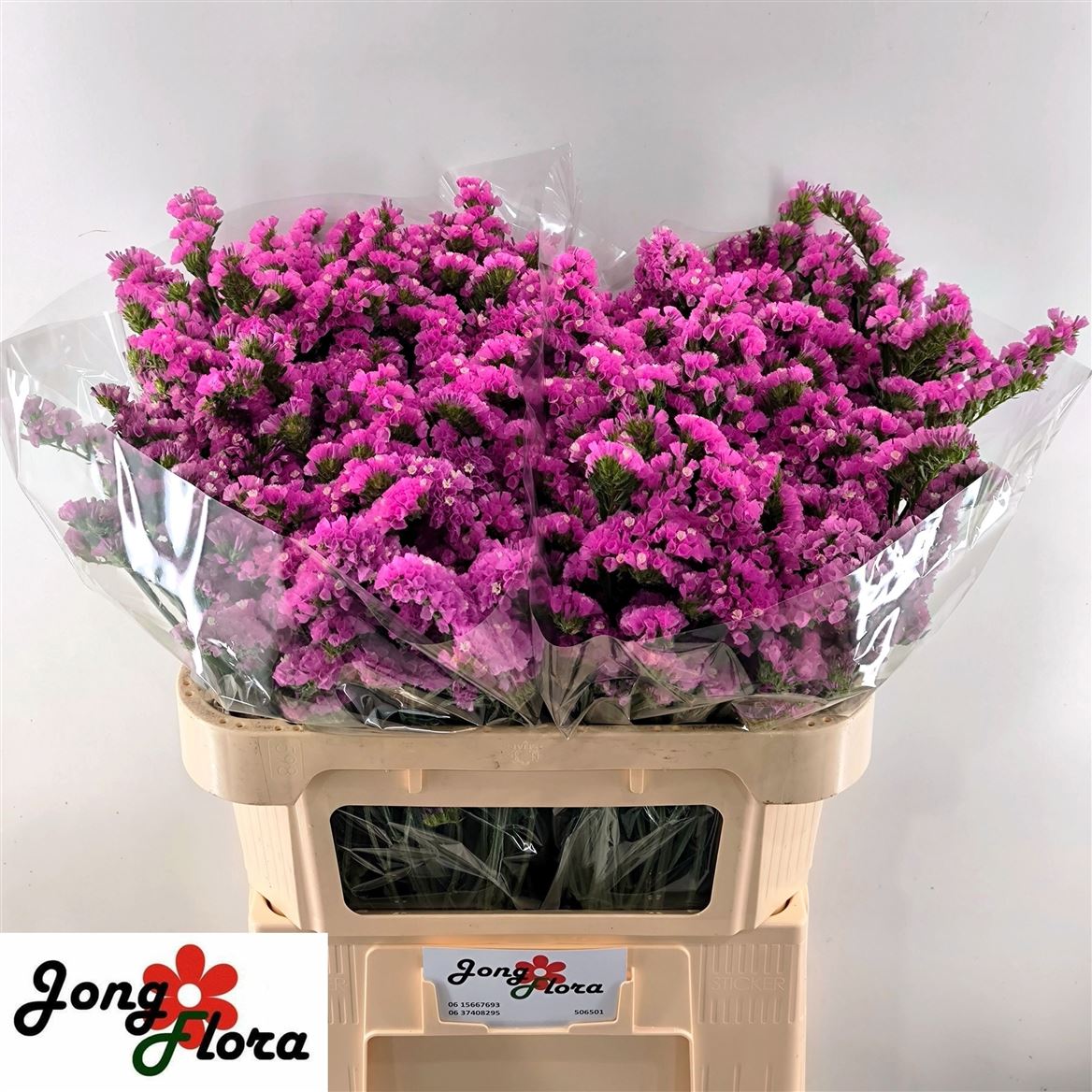 Limonium Sinuatum Raspberry Wings 70cm 30gr.