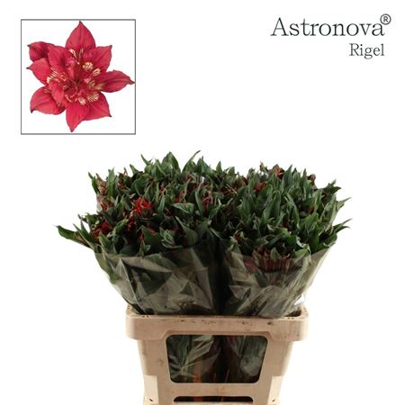 Alstr Astro Rigel 60cm 65gram