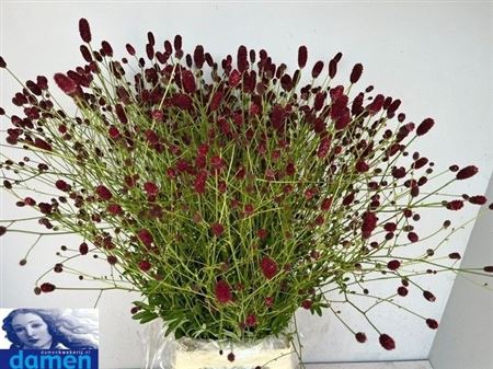 Sanguisorba Officinalis Boavista 90cm