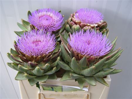 Cynara Scolymus